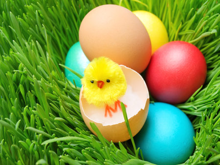 little chick on eggs in the green grass
