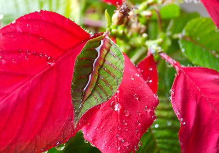 the red poinsettia leaf with dew dropsの写真素材