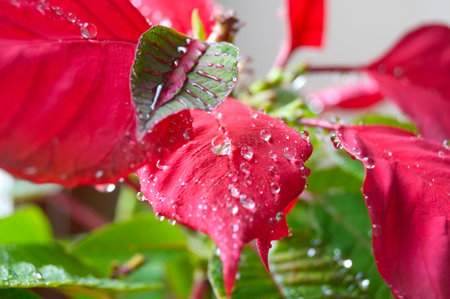 drops of dew on the leaves of poinsettiaの写真素材
