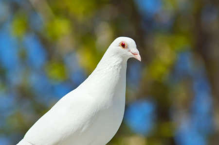 beautiful white dove in spring close-upの写真素材