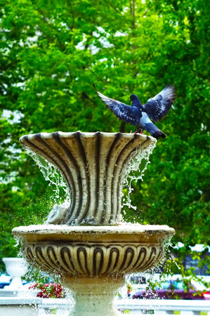dove on the old fountain in the morning