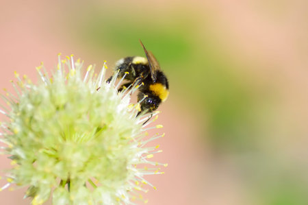 big bumblebee on a pink background macro