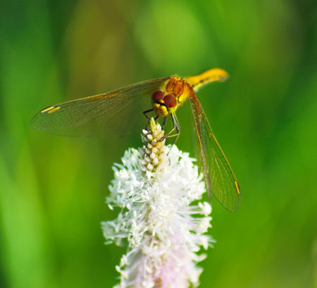 dragonfly on a white flower close-up