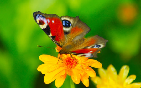 Beautiful butterfly on yellow flowers close-upの写真素材