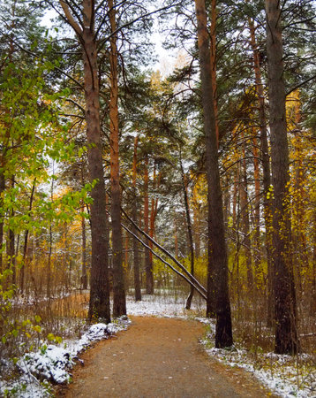 Autumn. Along the path in the forestの写真素材
