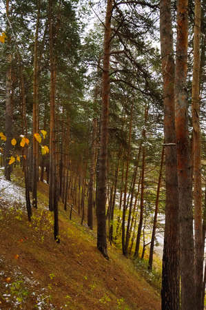 Autumn forest on the hillside and riverの写真素材