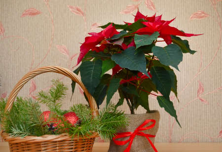 Christmas. Basket with decorations and the poinsettiaの写真素材
