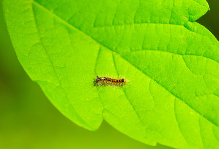 Beautiful caterpillar on a green leafの写真素材