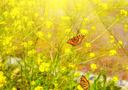 Two beautiful butterflies on yellow flowers under the sunの写真素材