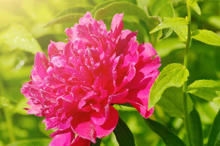 Red peony on a sunny meadowの写真素材