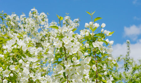 apple tree flowers on a blue sky background