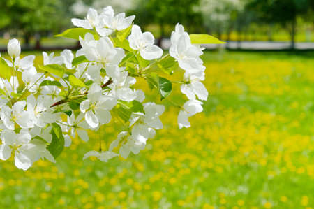 the apple blossoms above dandelion fieldの写真素材