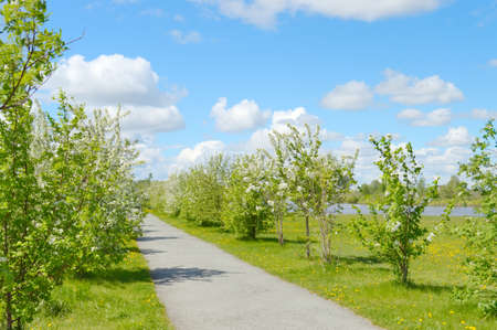 park, flowering trees and a riverの写真素材