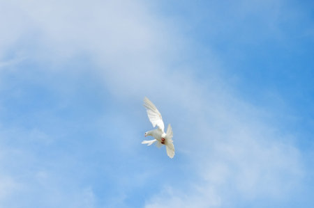 white dove as a symbol of peaceの写真素材