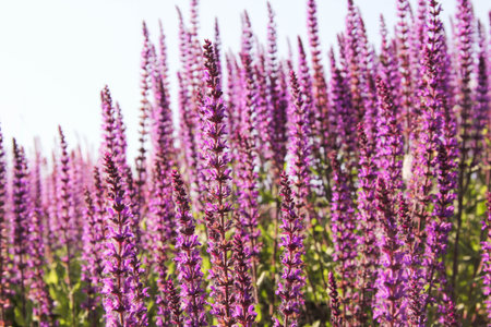Summer lupin