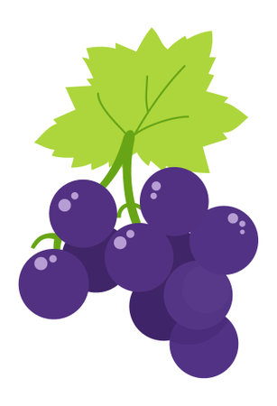 Grapes isolated on white background. Vector illustration in flat style.のイラスト素材
