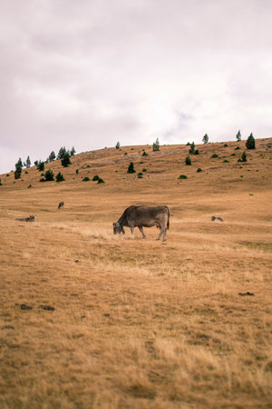 cow grazing alone in the field on a cloudy day
