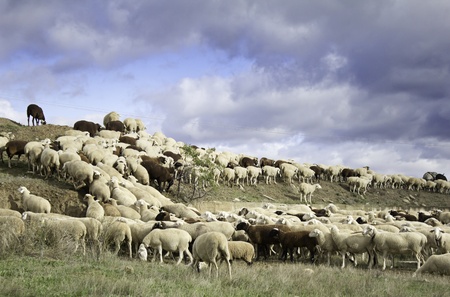 Flock of sheep grazing in the field, with cloudy sky backgroundの写真素材