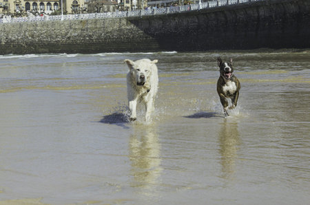 Dogs playing on beach with ball and pet animals