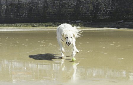 Dogs playing on beach with ball and pet animalsの写真素材