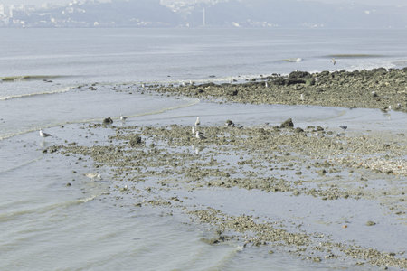 Seagulls at sea, animals and natureの写真素材