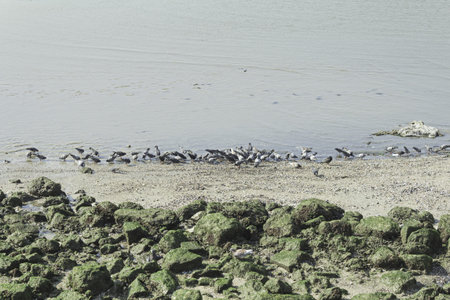 Pigeons on the beach on the shore, animals and nature