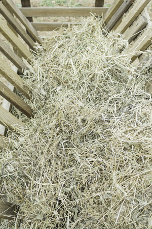 Food straw for farm animals, natureの写真素材