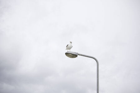 Seagull lamp with cloudy sky, animalsの写真素材