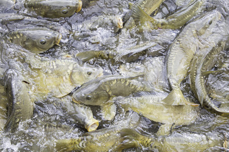 Carp lake swimming and eating, animals and nature