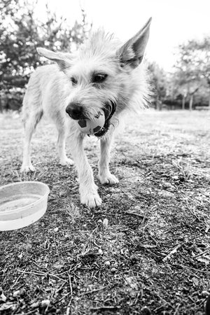 Dog playing with ball in park, natureの写真素材