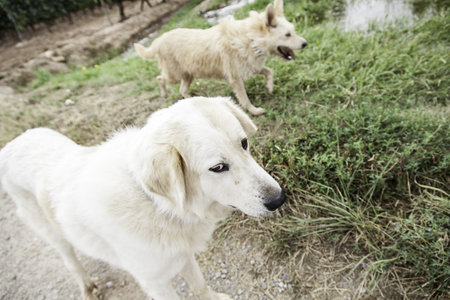 Field dogs together friends, animals and nature
