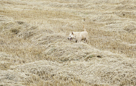 Hound dog hunting in wheat fieldの写真素材