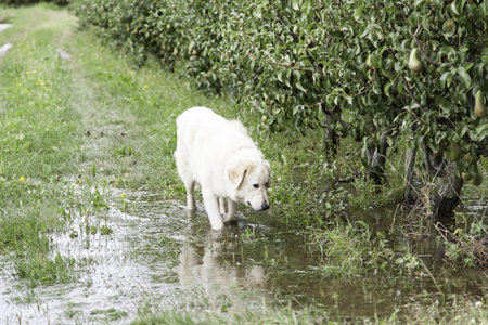 Golden retriever field, animals and nat