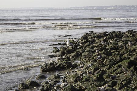 Sea gull on beach rocks, nature and animalsの写真素材