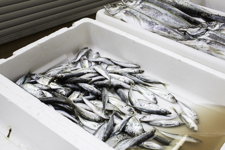 Fresh fish in a market, detail of an old market, healthy foodの写真素材