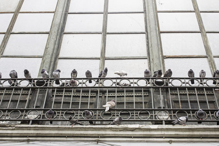 Pigeons in old house window, birdsの写真素材