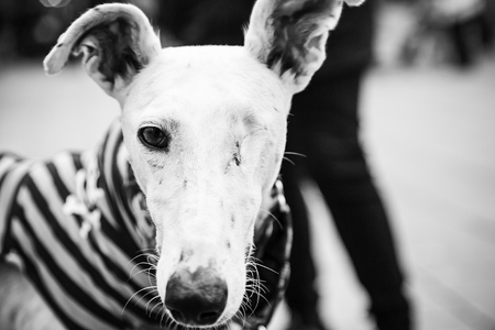 White Greyhound dog clothes, animals and natureの写真素材