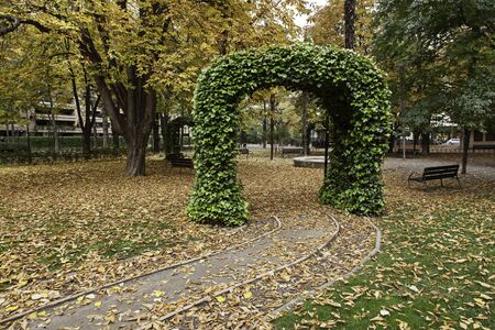 Red leaves on urban wall and autumn seasonの写真素材