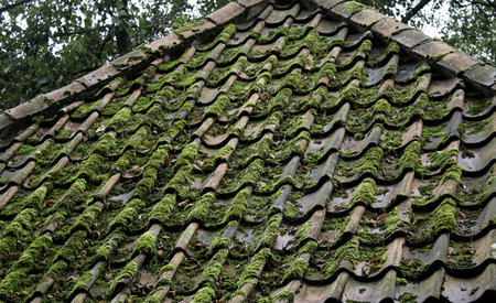 Roof with moss and vegetation, construction and architectureの写真素材