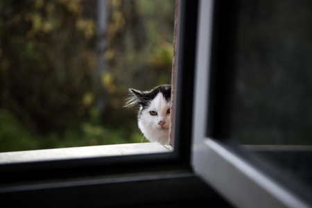 Cats abandoned on the street, animal abuse, lonelinessの写真素材