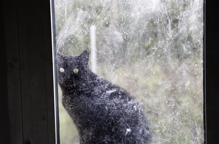 Cats abandoned on the street, animal abuse, lonelinessの写真素材