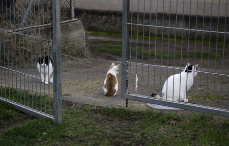 Cats abandoned on the street, animal abuse, lonelinessの写真素材