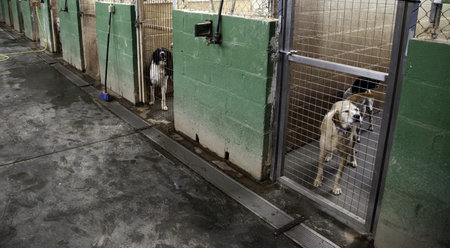 Dog in enclosed kennel, abandoned animals, abuse