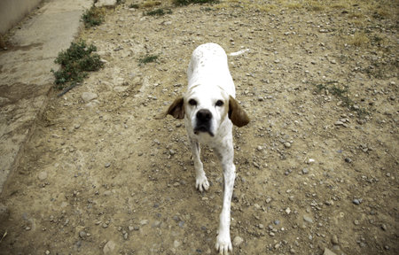 Hunting dog park, animals and nature, mammals