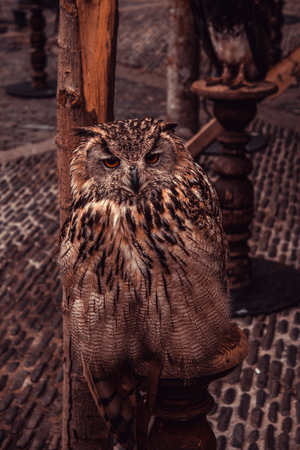 Royal owl, detail of a wild bird, birdの写真素材