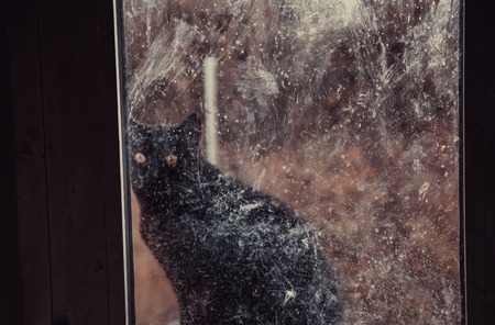 Cats abandoned on the street, animal abuse, lonelinessの写真素材
