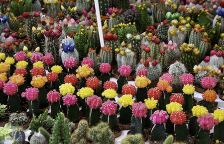 Cactus of colors in market of plants, decoration and natureの写真素材