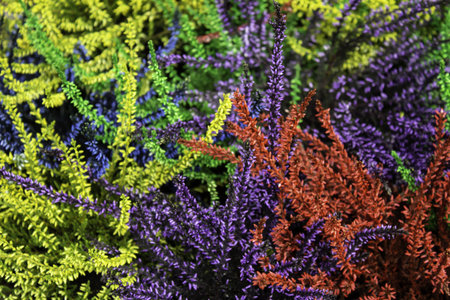 Plants of striking colors, florist and natureの写真素材