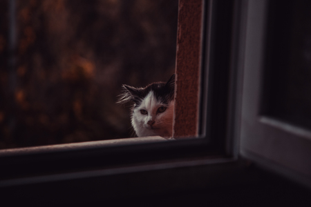 Cats abandoned on the street, animal abuse, lonelinessの写真素材