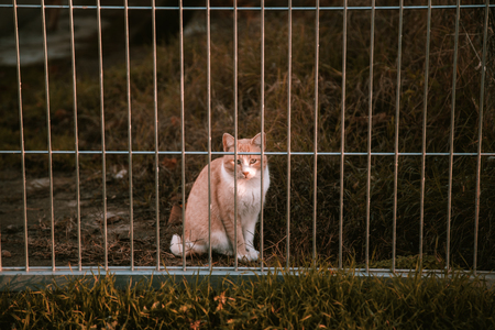Cats abandoned on the street, animal abuse, lonelinessの写真素材